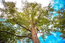 How Our Tree Care Process Works  in  St Croix Falls, WI