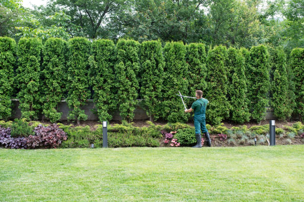 Best Tree Mulching  in St Croix Falls, WI