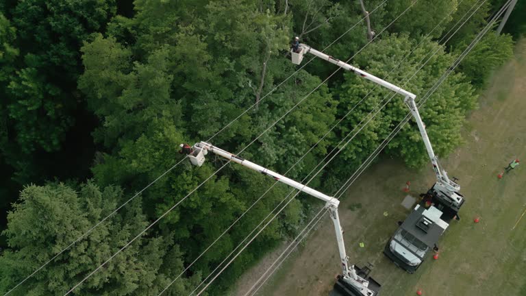 Best Tree Preservation Services  in St Croix Falls, WI