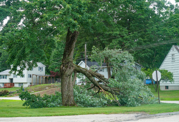 Best Fruit Tree Pruning  in St Croix Falls, WI