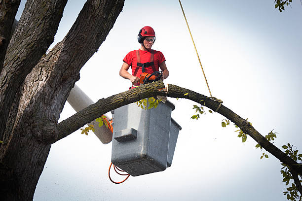 Best Tree Disease Treatment  in St Croix Falls, WI