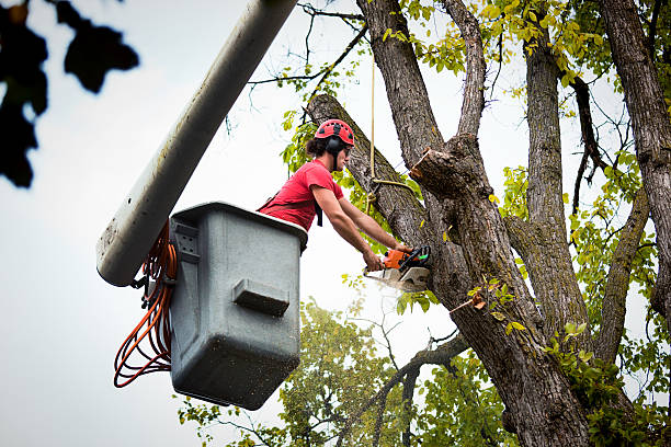 Best Landscape Design and Installation  in St Croix Falls, WI
