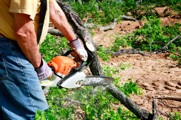 Best Hazardous Tree Removal  in St Croix Falls, WI